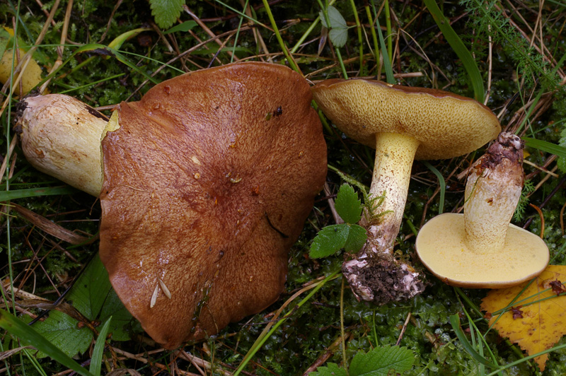 Suillus collinitus